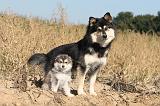 CHIEN FINNOIS DE LAPONIE 281
